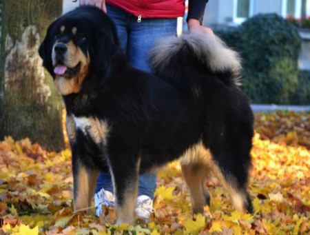 RAMILA Henriet´s garden,     (ARISSA x VIJAY)